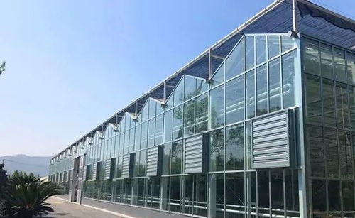 温室大棚稳健设计 科学应对大雪大风，依托专业工程技术服务